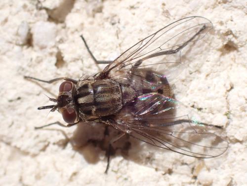 Réf. 335 478 : Stomoxys calcitrans